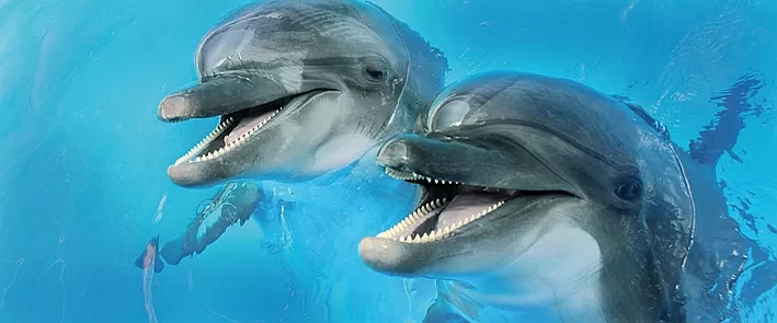 Плитка Porto Dolphins 2 centro 25x60