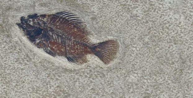 Керамогранит FM3366 Fossil Mix 33х66