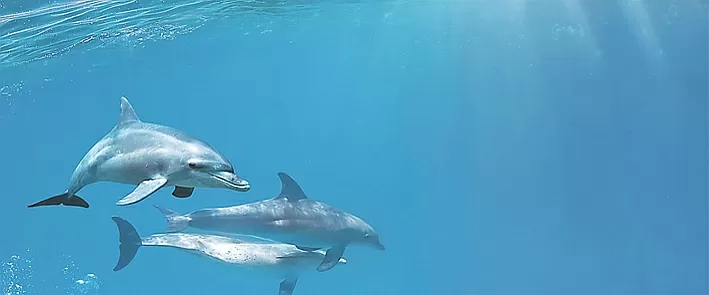 Плитка Porto Dolphins 1 centro 25x60