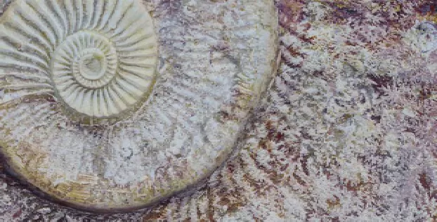 Керамогранит FM3366 Fossil Mix 33х66