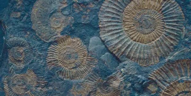 Керамогранит FM3366 Fossil Mix 33х66